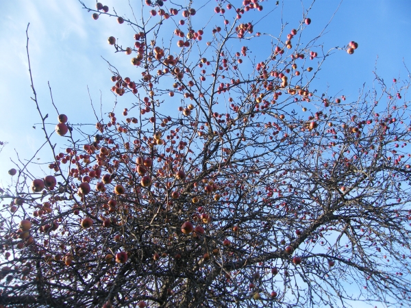 Daugavpils BJC Jaunība