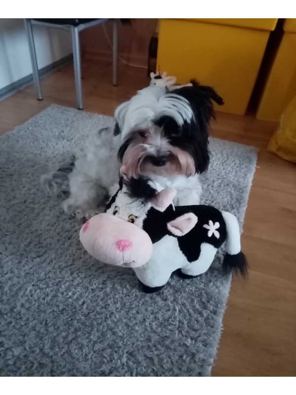 Konkurss “I love my pets”
